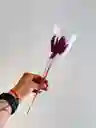 Hierba O Cola De Raton Flor De Lagurus Morado