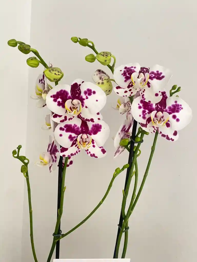 Orquideas Dalmata Base Ceramica