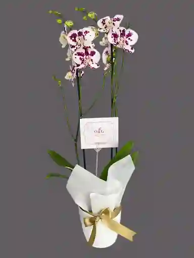 Orquideas Dalmata Base Ceramica