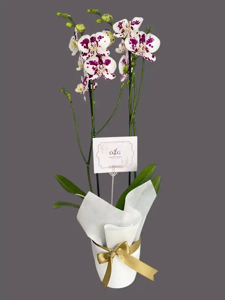 Orquideas Dalmata Base Ceramica