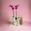 Condolencias Orquideas Virgen 22