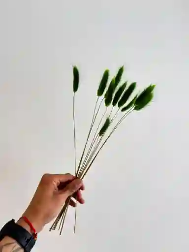 Hierba O Cola De Raton Flor De Lagurus Verde