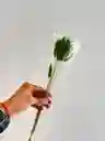 Hierba O Cola De Raton Flor De Lagurus Verde