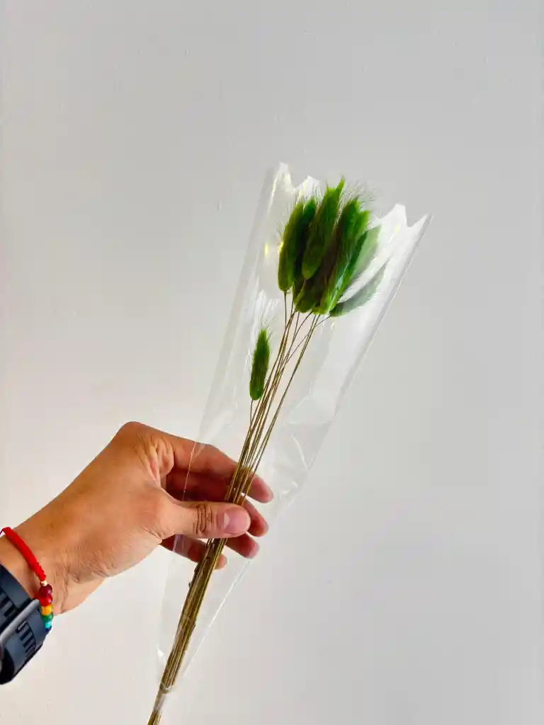 Hierba O Cola De Raton Flor De Lagurus Verde