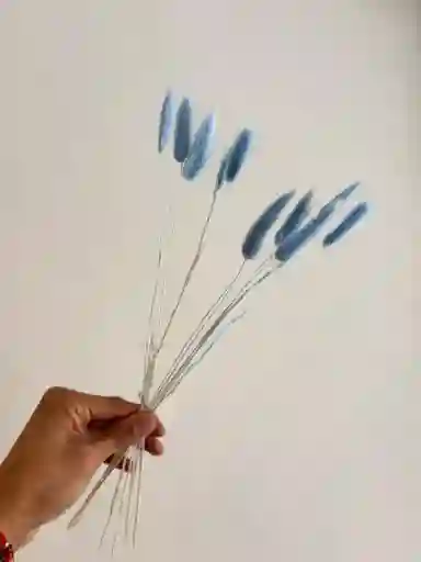 Hierba O Cola De Raton Flor De Lagurus Celeste