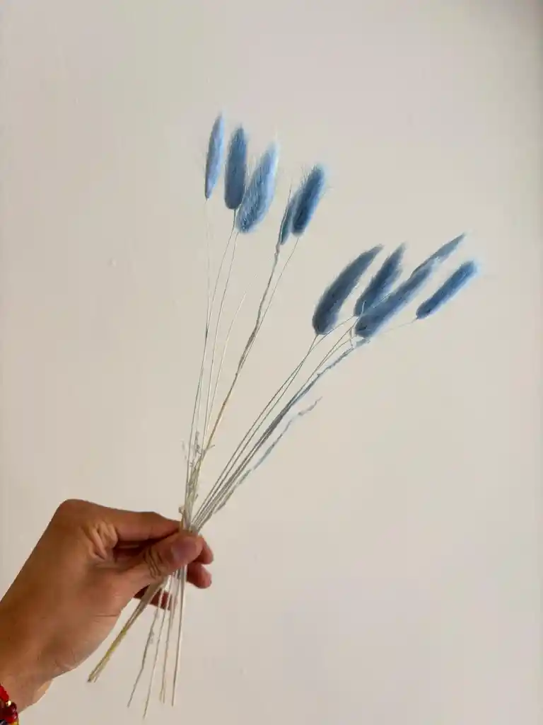 Hierba O Cola De Raton Flor De Lagurus Celeste