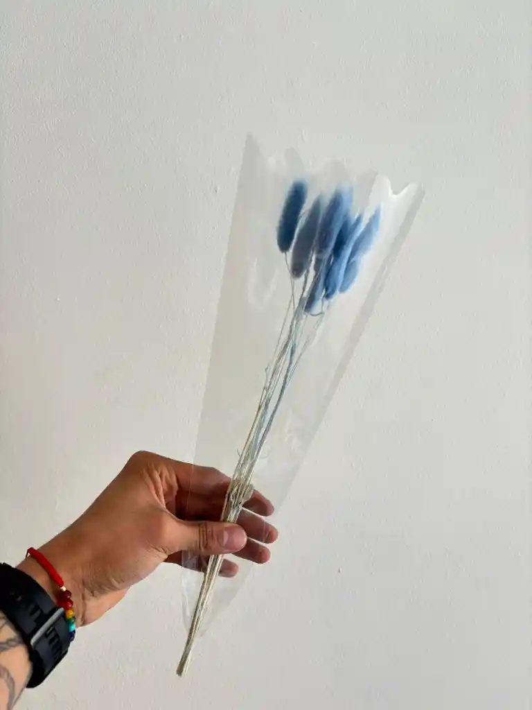 Hierba O Cola De Raton Flor De Lagurus Celeste