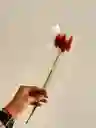 Hierba O Cola De Raton Flor De Lagurus Naranja