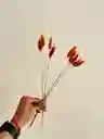 Hierba O Cola De Raton Flor De Lagurus Naranja