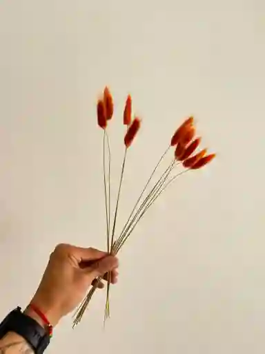 Hierba O Cola De Raton Flor De Lagurus Naranja