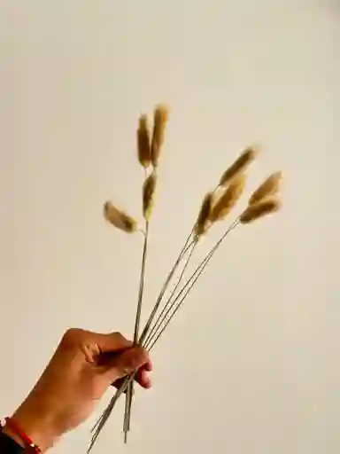 Hierba O Cola De Raton Flor De Lagurus Beige