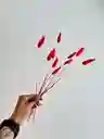 Hierba O Cola De Raton Flor De Lagurus Rojo