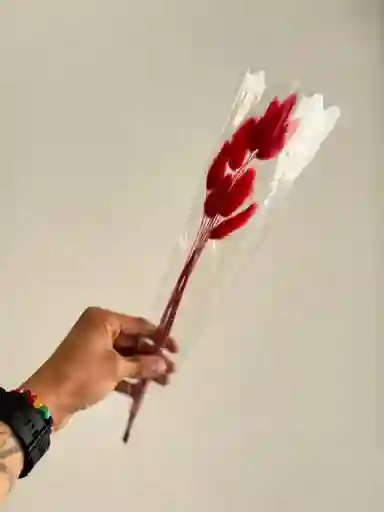 Hierba O Cola De Raton Flor De Lagurus Rojo