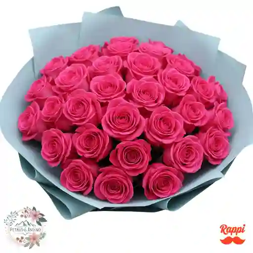 Rosas Pink Floyd Vibrante X24