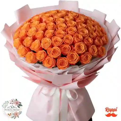 Rosas Dulce Amanecer X72