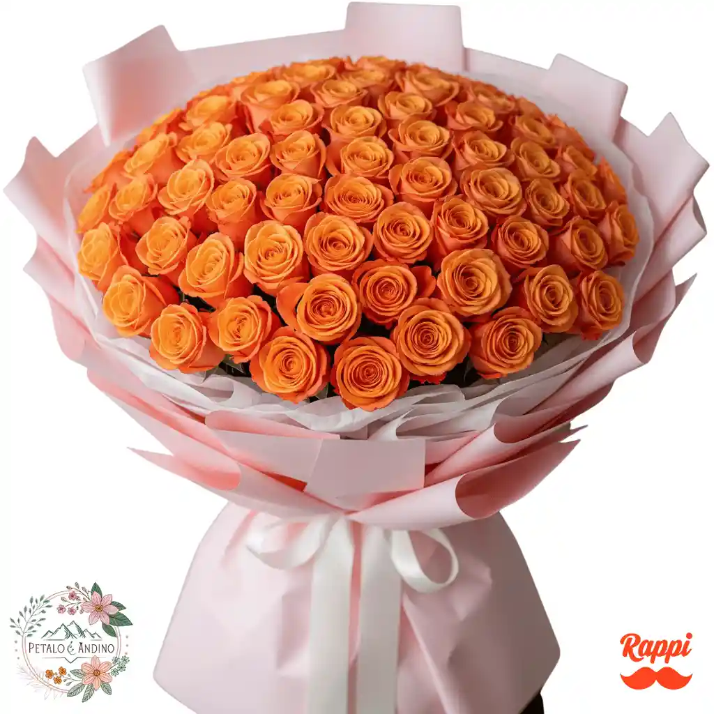 Rosas Dulce Amanecer X72