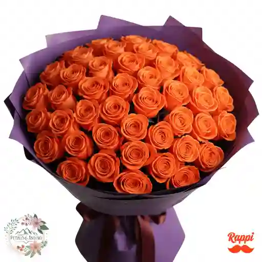 Rosas Atardecer Tropical X50