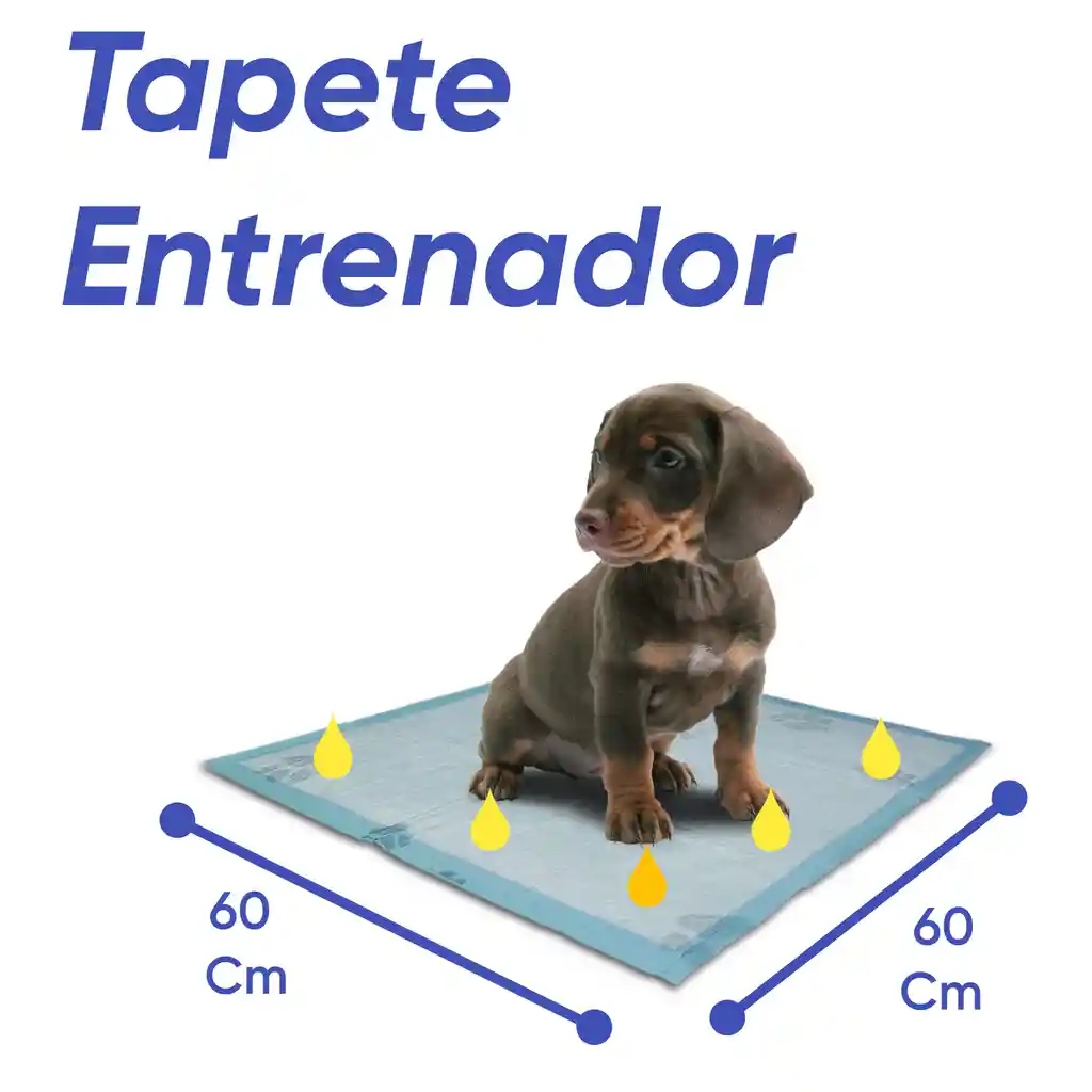 Tapete Entrenador 60 X 60 Paquete 240 Und
