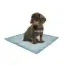 Tapete Entrenador 60 X 60 Paquete 240 Und