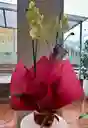 Orquídea Amarilla De Dos Varas