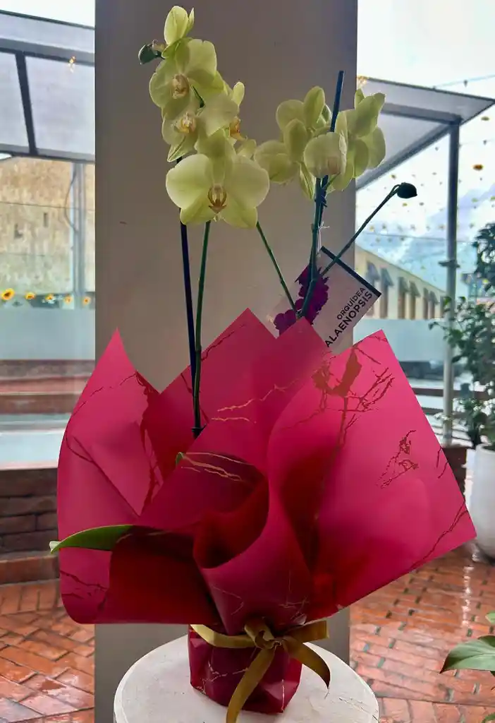 Orquídea Amarilla De Dos Varas