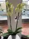 Orquídea Amarilla De Dos Varas