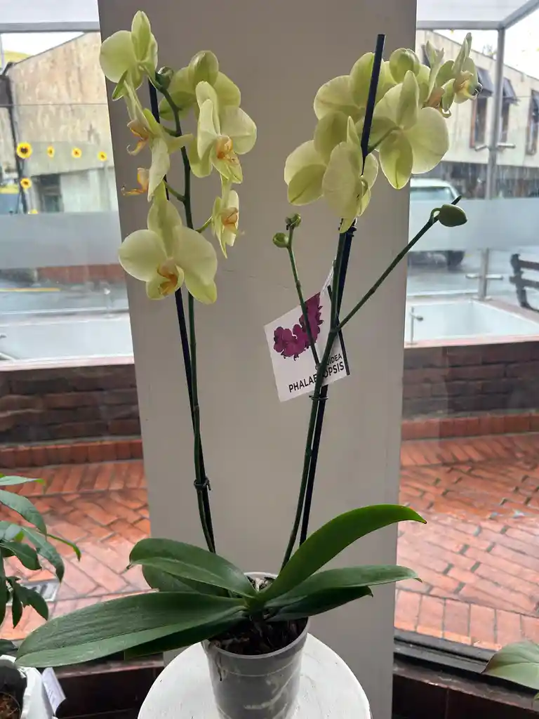 Orquídea Amarilla De Dos Varas