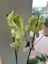 Orquídea Amarilla De Dos Varas