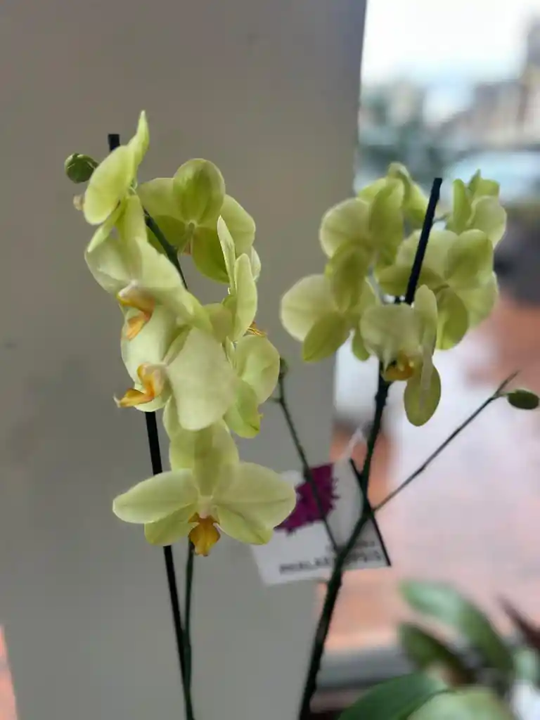 Orquídea Amarilla De Dos Varas