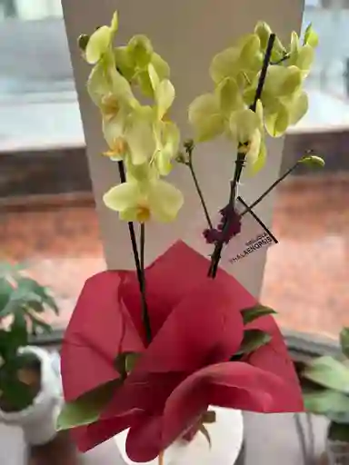 Orquídea Amarilla De Dos Varas