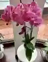 Orquídea De Dos Varas Lila Jaspeado