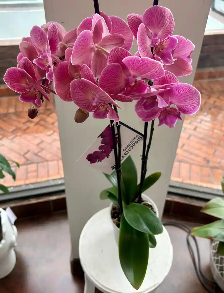 Orquídea De Dos Varas Lila Jaspeado