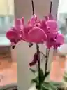 Orquídea De Dos Varas Lila Jaspeado