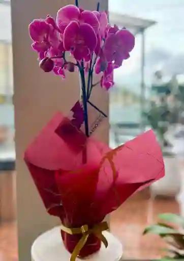 Orquídea De Dos Varas Lila Jaspeado