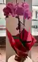 Orquídea De Dos Varas Lila Jaspeado