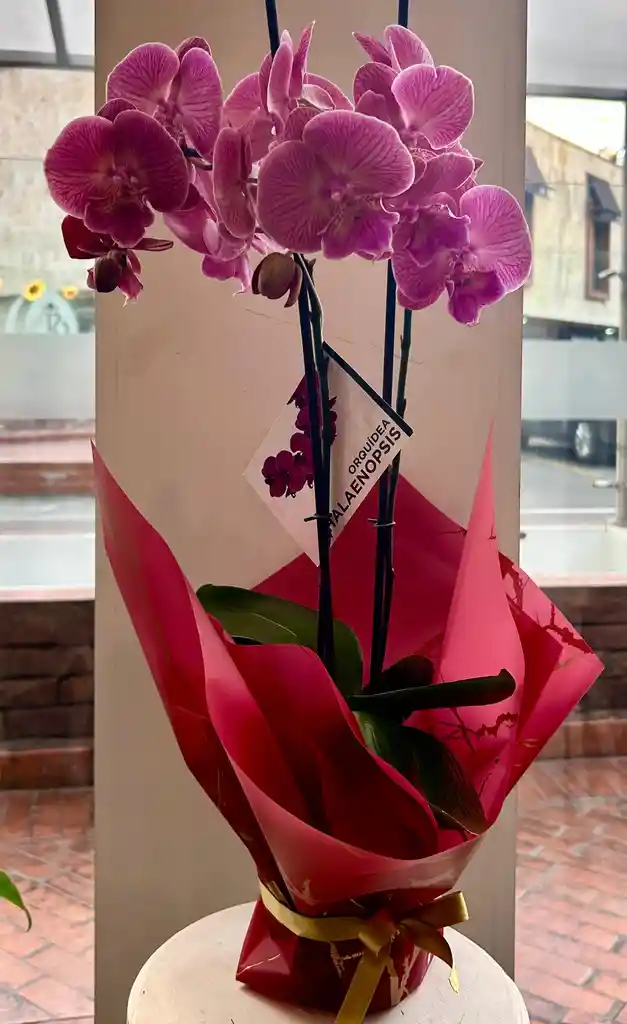 Orquídea De Dos Varas Lila Jaspeado