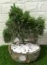 Hermosa Planta Bonsái Mediano
