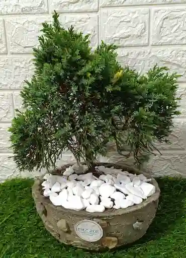 Hermosa Planta Bonsái Mediano