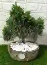 Hermosa Planta Bonsái Mediano