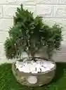 Hermosa Planta Bonsái Mediano
