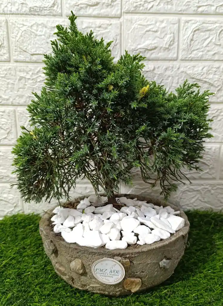 Hermosa Planta Bonsái Mediano