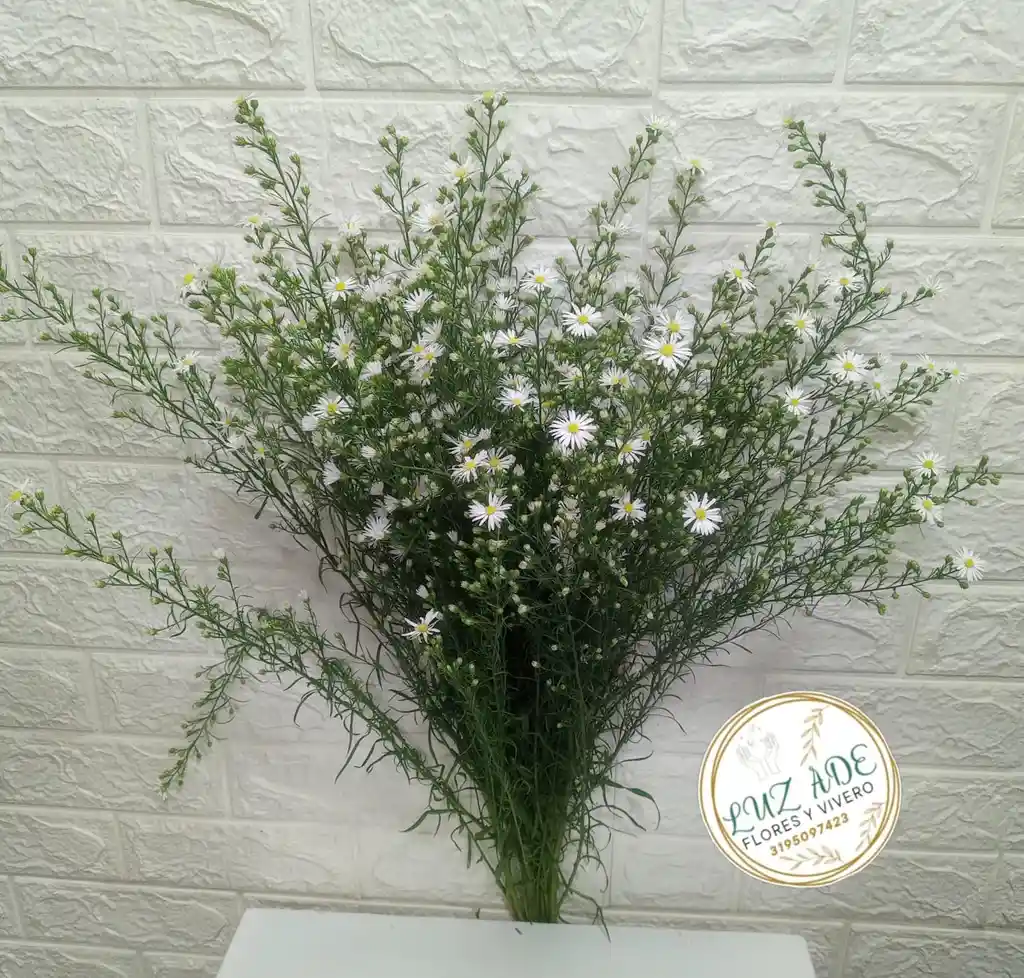 Follaje Aster Blanco Por 7 Baras