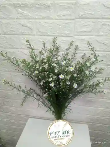 Follaje Aster Blanco Por 7 Baras