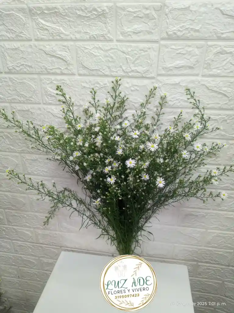Follaje Aster Blanco Por 7 Baras