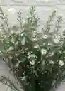 Follaje Aster Blanco Por 7 Baras