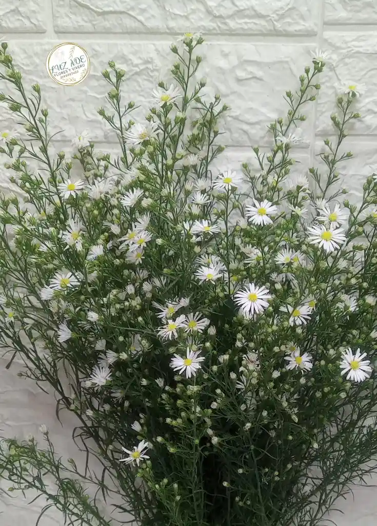 Follaje Aster Blanco Por 7 Baras