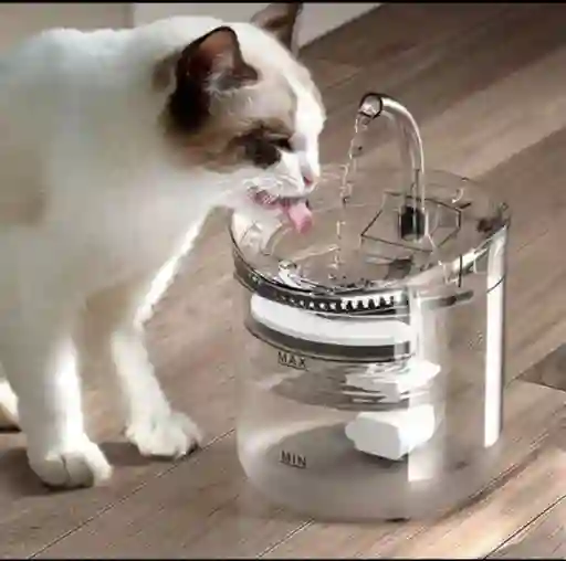 Fuente De Gato