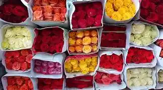Paquete X Mayor Rosas / 24 Unidades Color Temporada