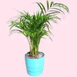 Planta Palmera De Salon