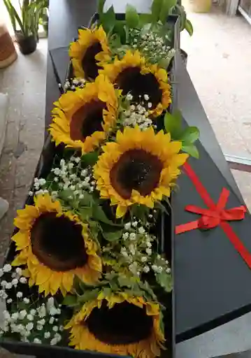 Caja De Girasoles
